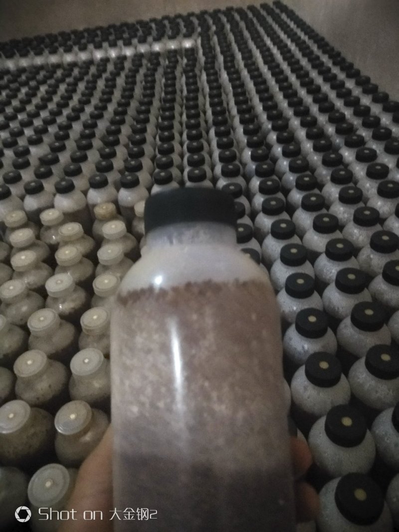 金耳菌种
