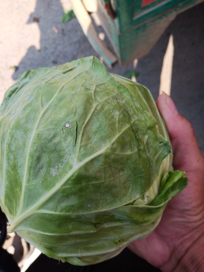甘蓝