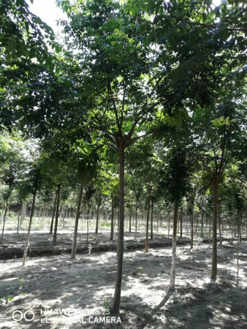 栾树栾树苗行道树栾树栾树小苗规格齐全需要大量联系
