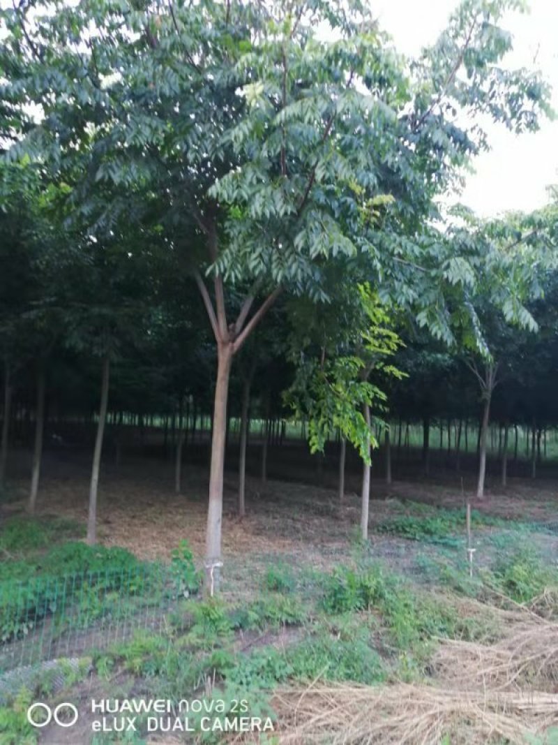 栾树栾树苗行道树栾树栾树小苗规格齐全需要大量联系