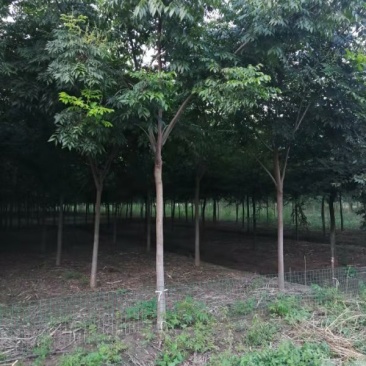 栾树栾树苗行道树栾树栾树小苗规格齐全需要大量联系