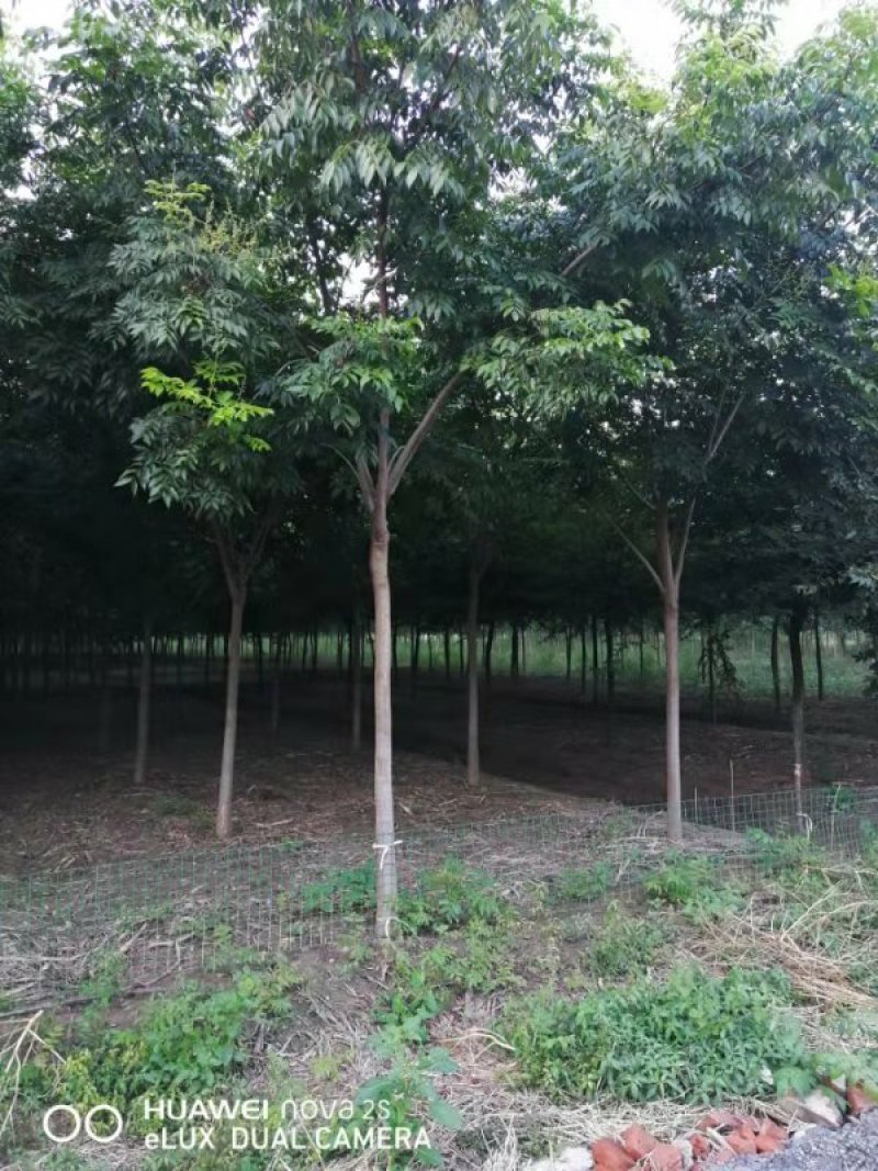 栾树栾树苗行道树栾树栾树小苗规格齐全需要大量联系