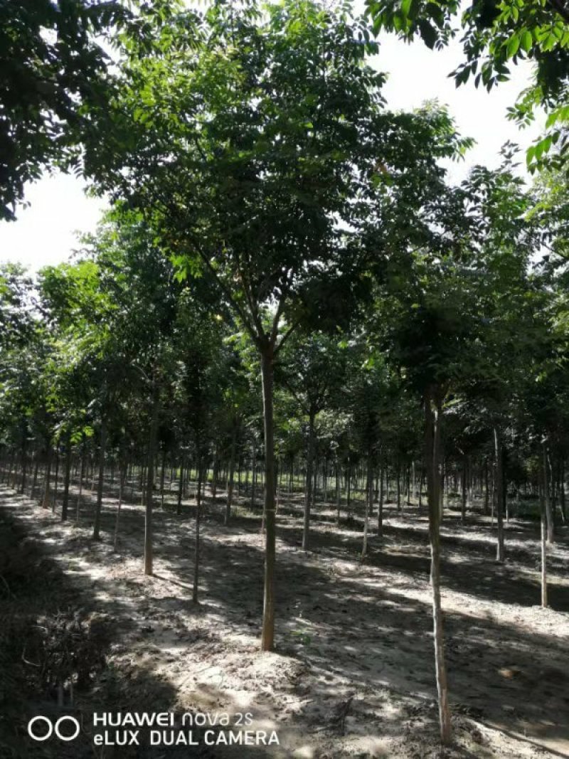 栾树栾树苗行道树栾树栾树小苗规格齐全需要大量联系