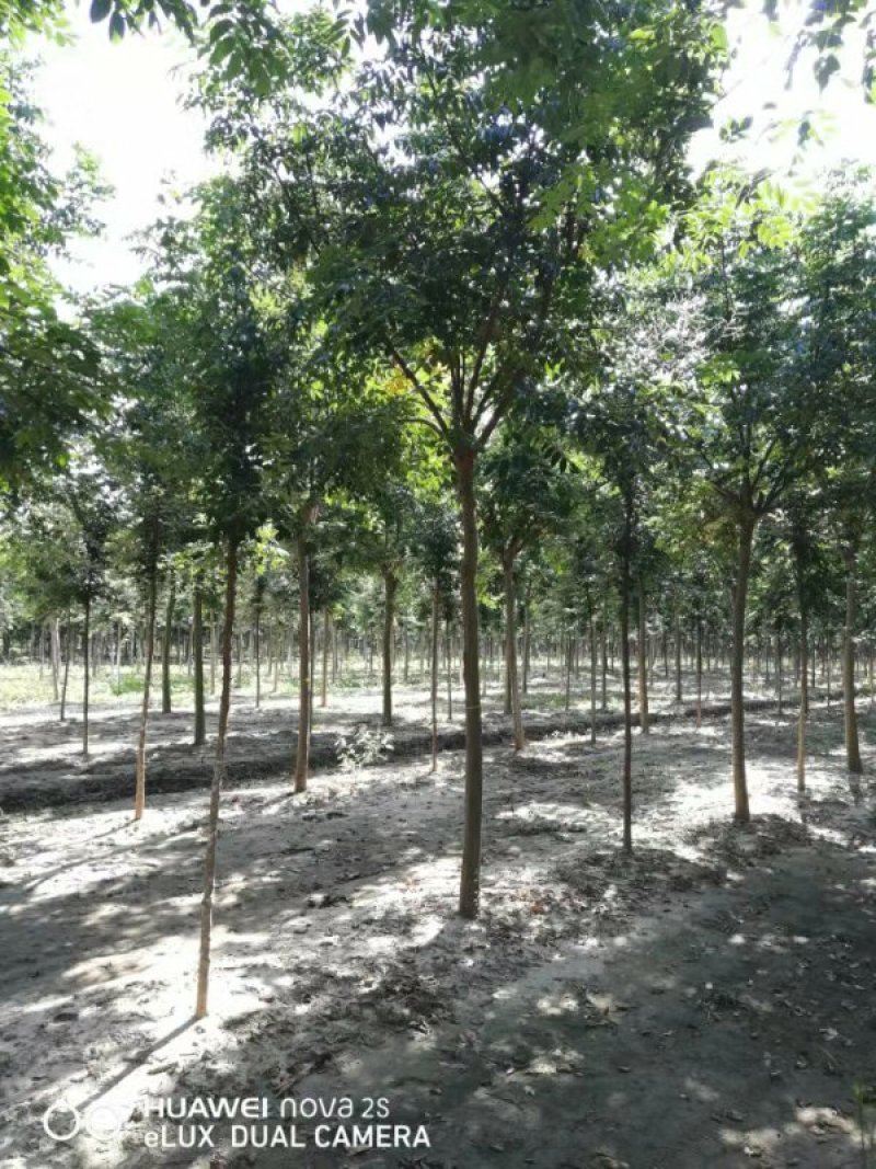 栾树栾树苗行道树栾树栾树小苗规格齐全需要大量联系