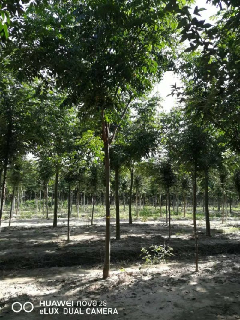 栾树栾树苗行道树栾树栾树小苗规格齐全需要大量联系