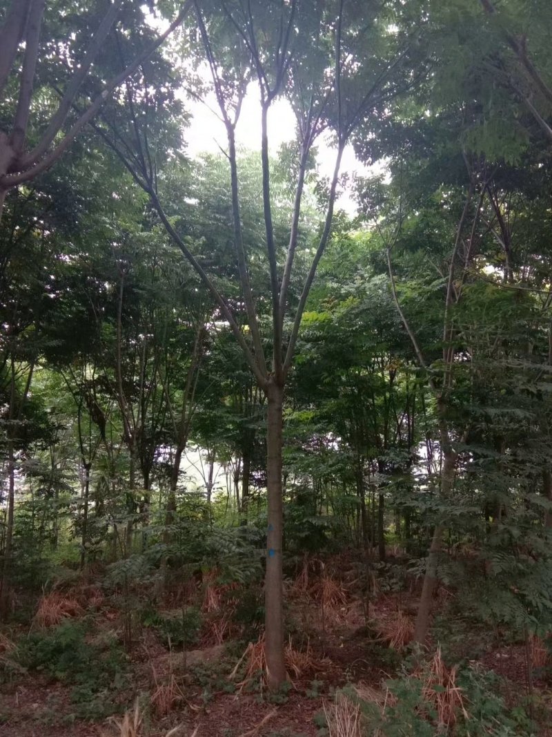 栾树栾树苗行道树栾树栾树小苗规格齐全需要大量联系