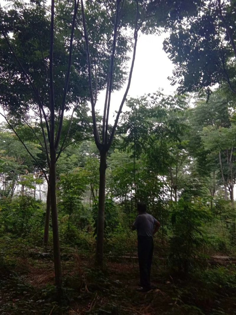 栾树栾树苗行道树栾树栾树小苗规格齐全需要大量联系