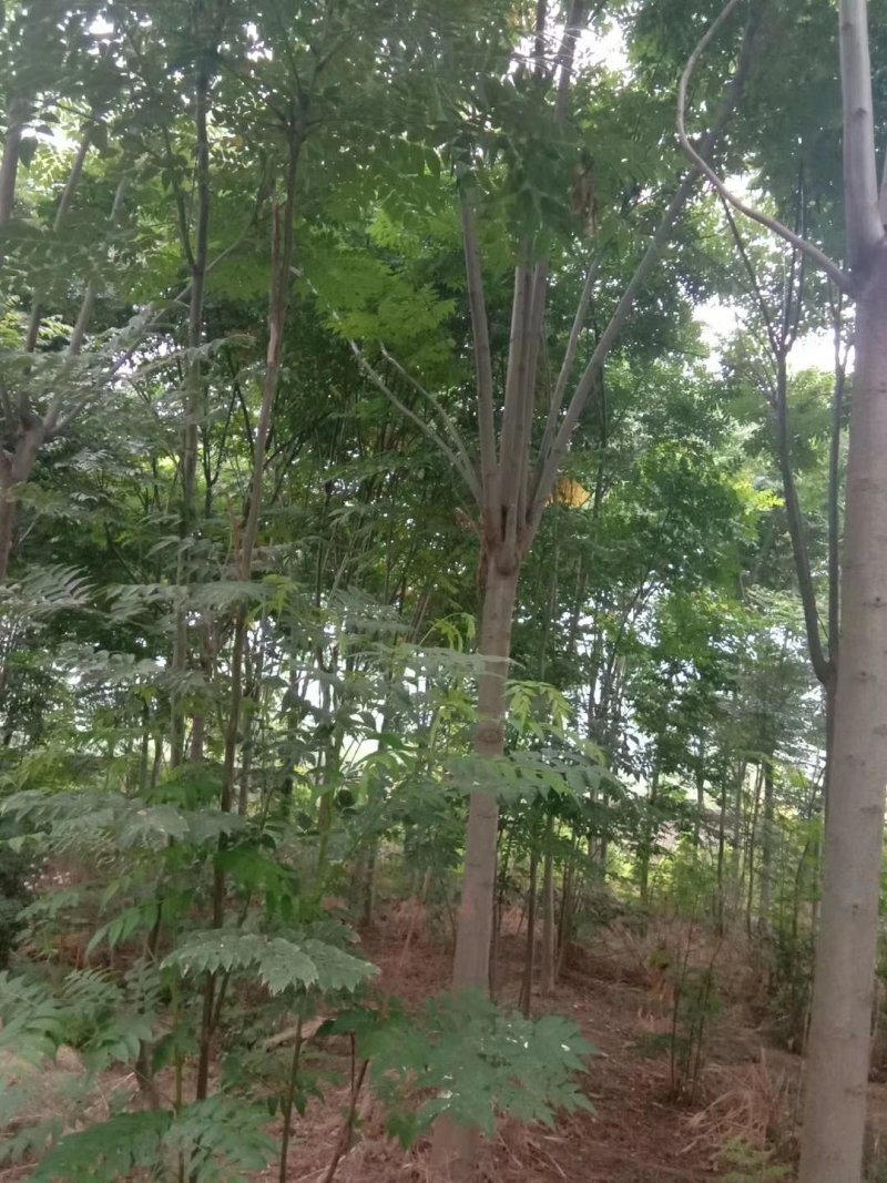 栾树栾树苗行道树栾树栾树小苗规格齐全需要大量联系