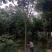 栾树栾树苗行道树栾树栾树小苗规格齐全需要大量联系