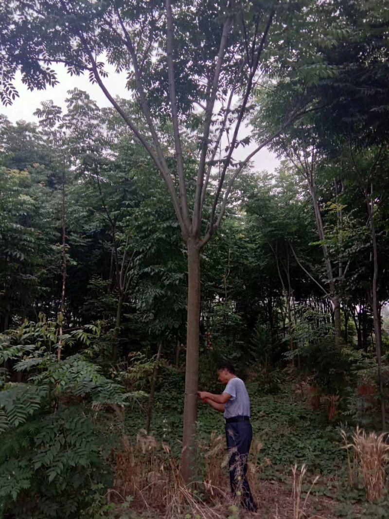 栾树栾树苗行道树栾树栾树小苗规格齐全需要大量联系