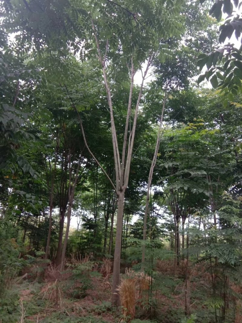 栾树栾树苗行道树栾树栾树小苗规格齐全需要大量联系