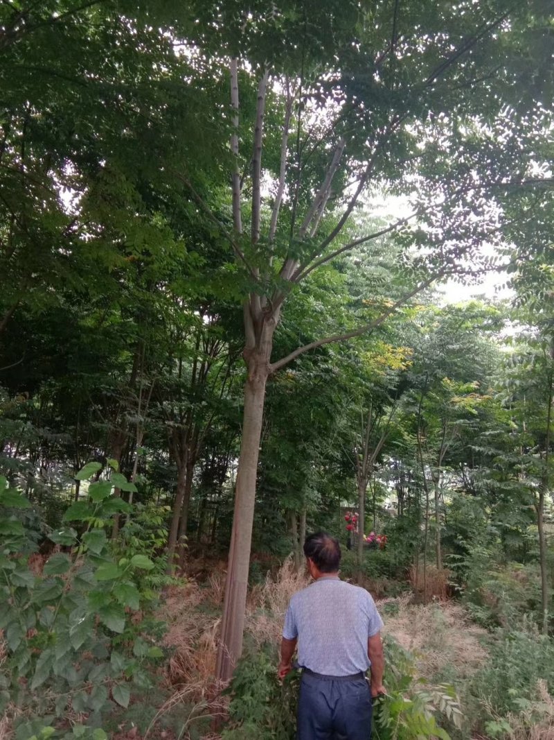 栾树栾树苗行道树栾树栾树小苗规格齐全需要大量联系