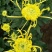 菊花大量上市