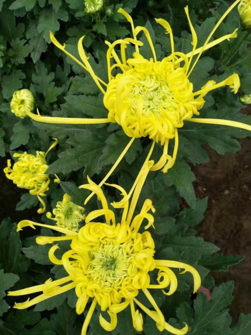 菊花大量上市