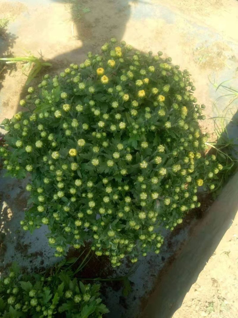 菊花大量上市