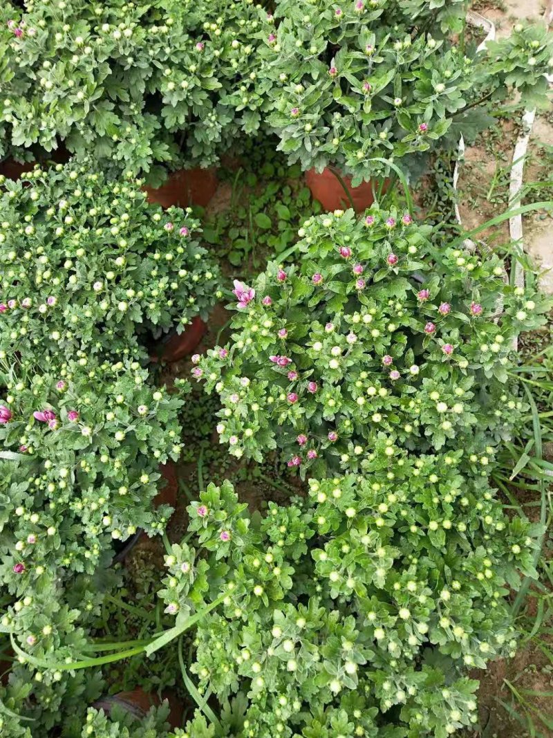 菊花大量上市
