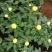 菊花大量上市