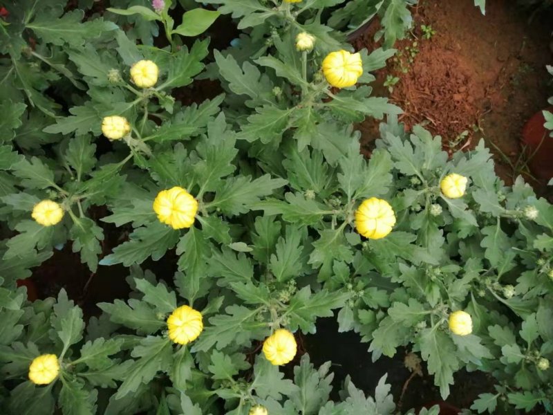 菊花大量上市