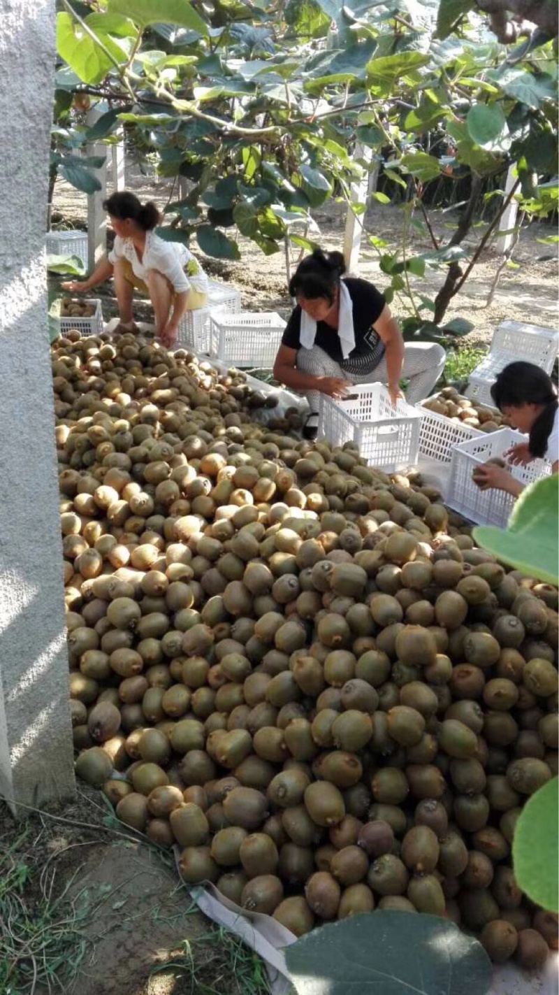 周至猕猴桃代办需要联系抓紧订购