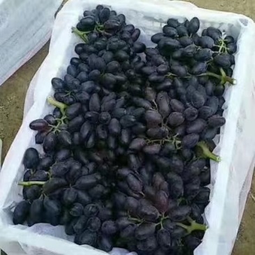 A17葡萄大量上市（250g—1000g)
