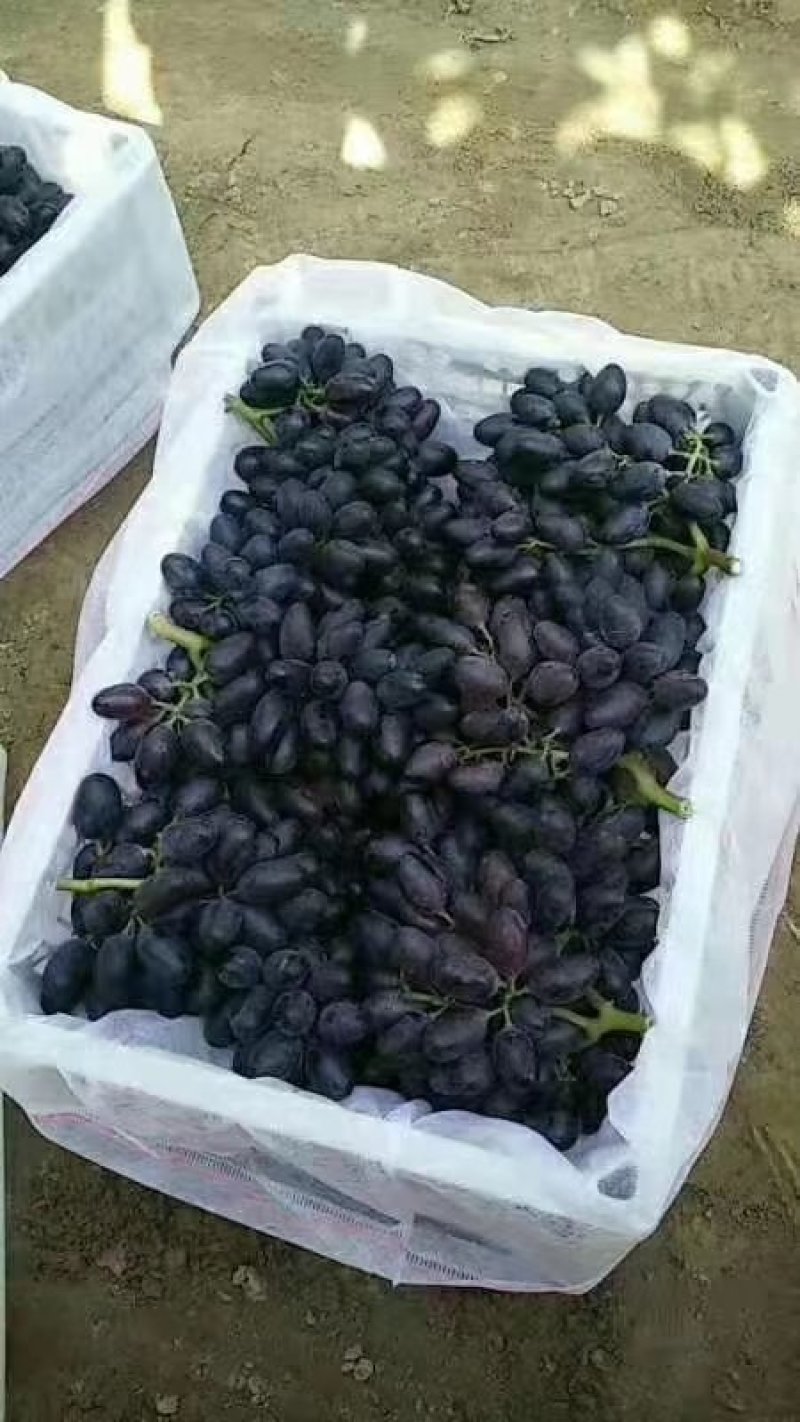 A17葡萄大量上市（250g—1000g)