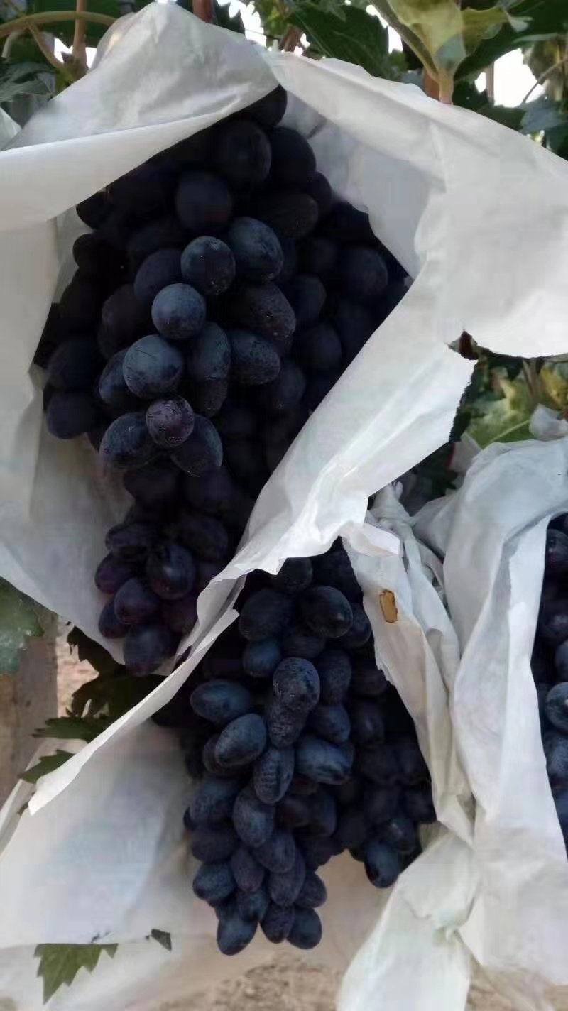 A17葡萄大量上市（250g—1000g)