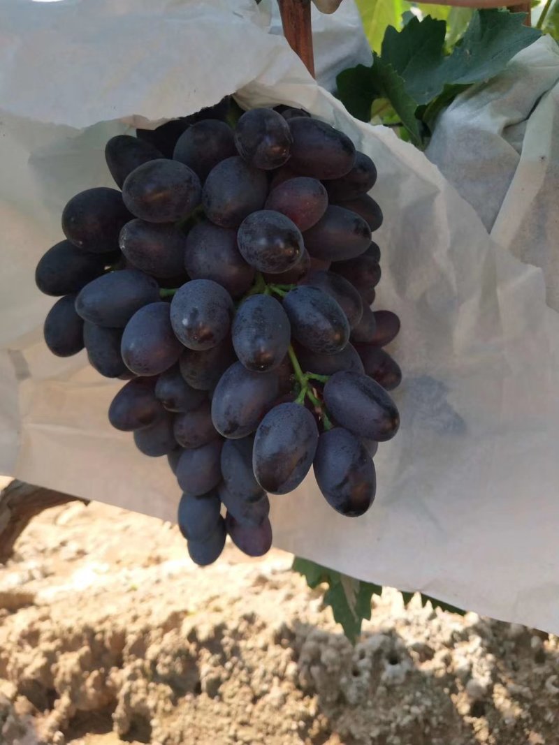 A17葡萄大量上市（250g—1000g)
