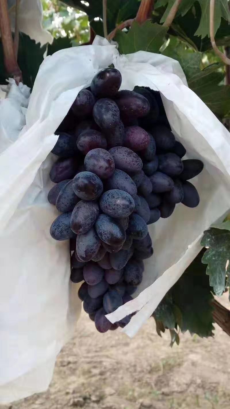 A17葡萄大量上市（250g—1000g)