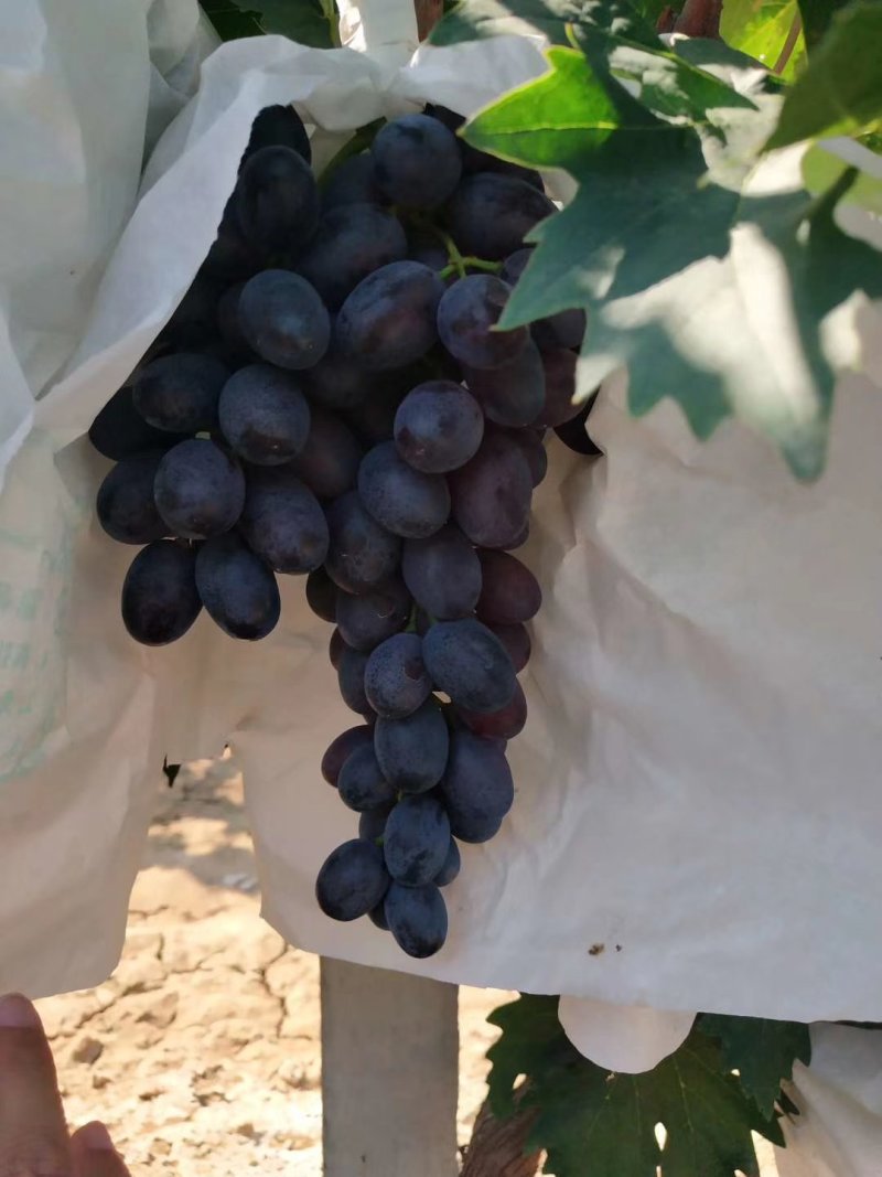 A17葡萄大量上市（250g—1000g)