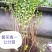 黄花槐黄槐树黄花槐苗