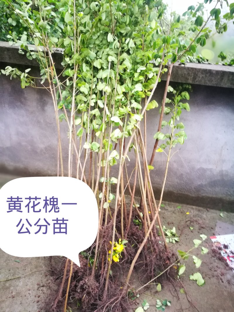 黄花槐黄槐树黄花槐苗