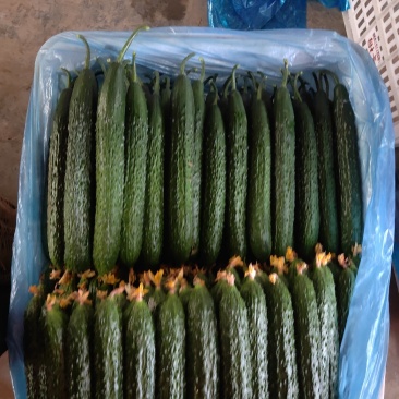 （基地直供）大量供应莘县黄瓜大量上市