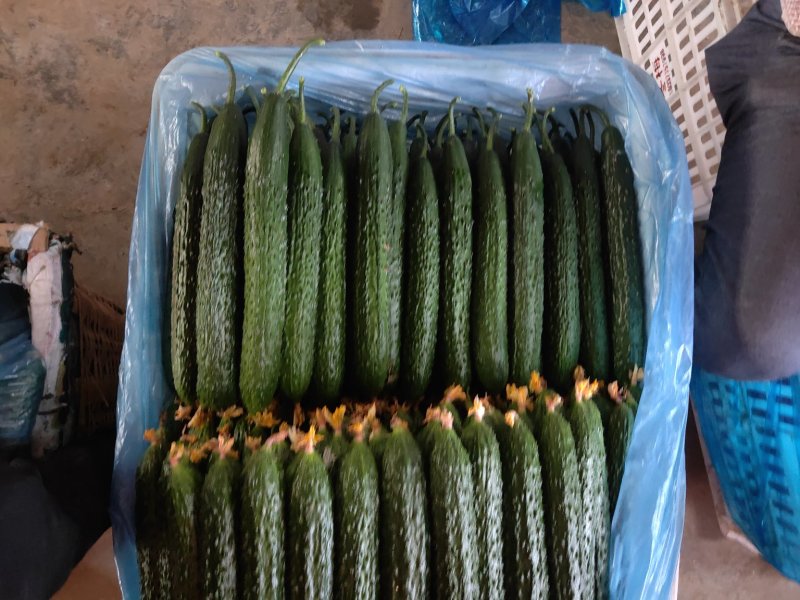 （基地直供）大量供应莘县黄瓜大量上市