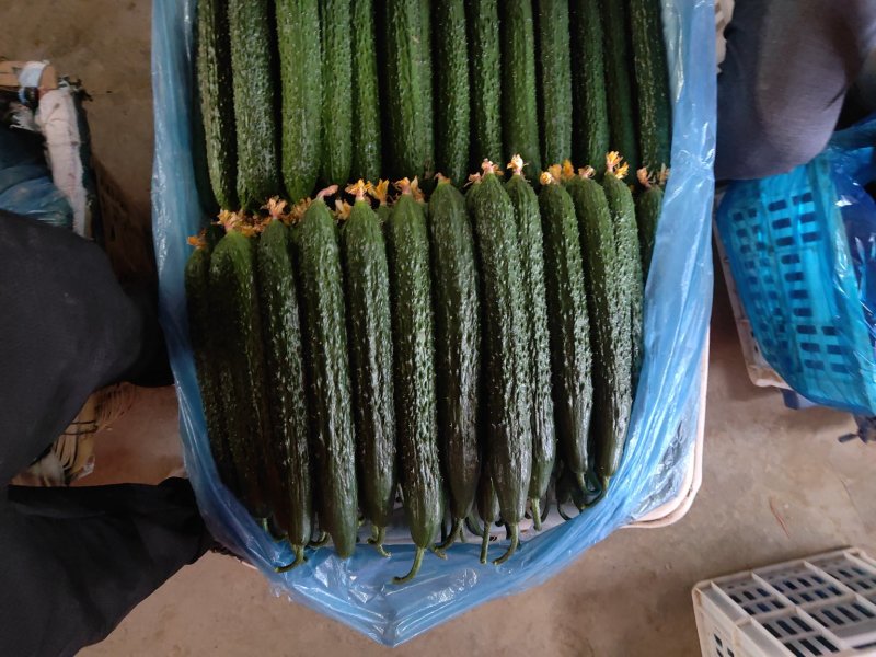 （基地直供）大量供应莘县黄瓜大量上市
