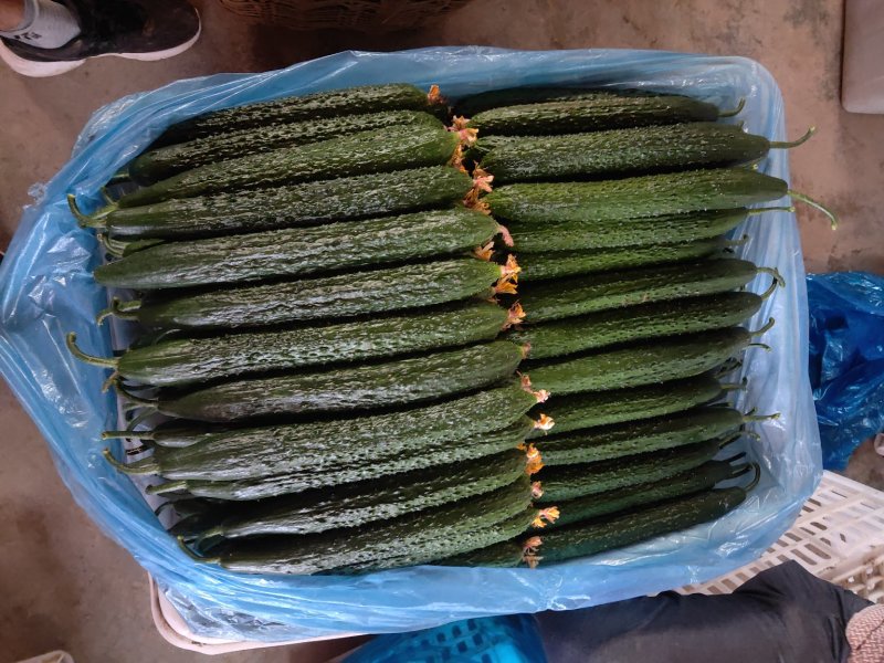 （基地直供）大量供应莘县黄瓜大量上市