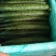 （基地直供）大量供应莘县黄瓜大量上市