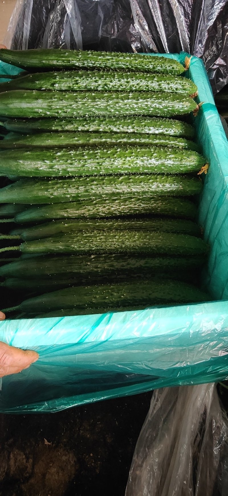 （基地直供）大量供应莘县黄瓜大量上市