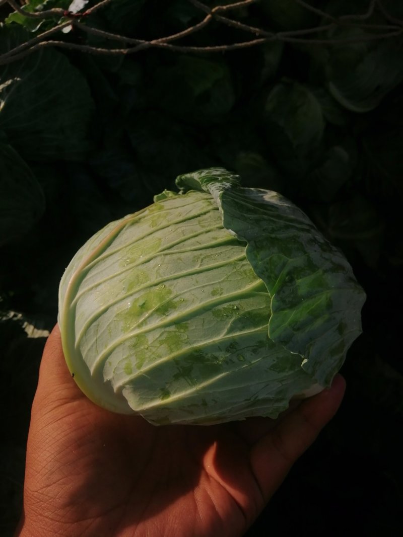 河南开封通许包菜，万亩基地，量大，欢迎各位老板前来考察