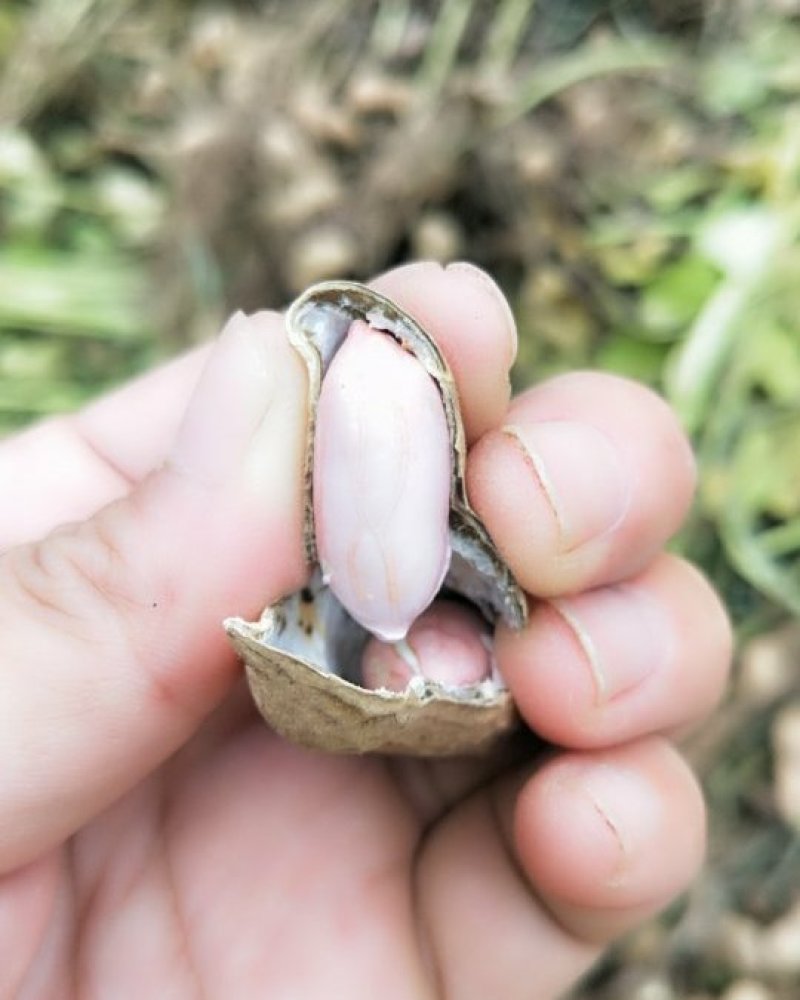 纯沙地鲜花生加京丰圆包菜