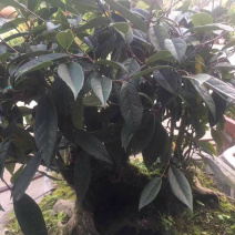 茶树状……野生茶树桩