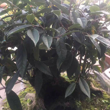 茶树状……野生茶树桩