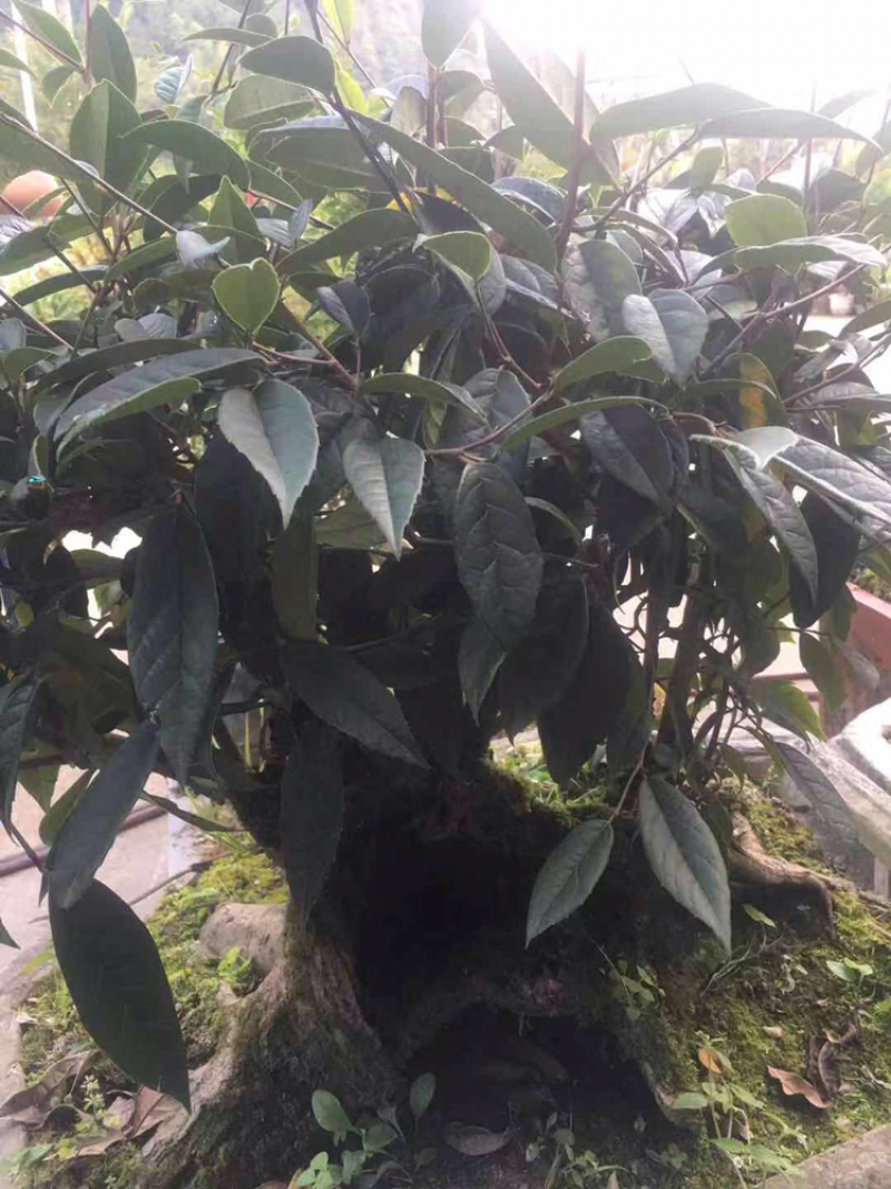 茶树状……野生茶树桩