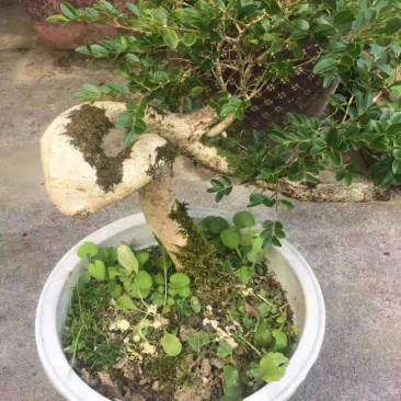 黄杨木，黄杨木盆景树桩