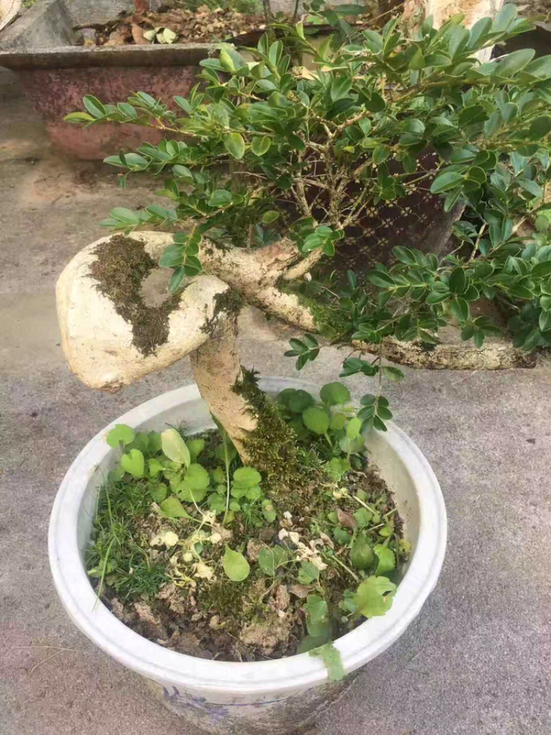 黄杨木，黄杨木盆景树桩