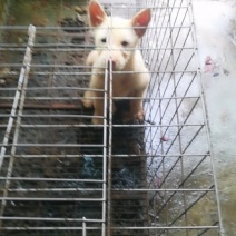 两个多月的，下司犬小母，1000米运费自理。