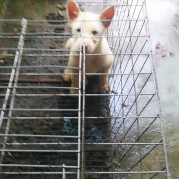 两个多月的，下司犬小母，1000米运费自理。