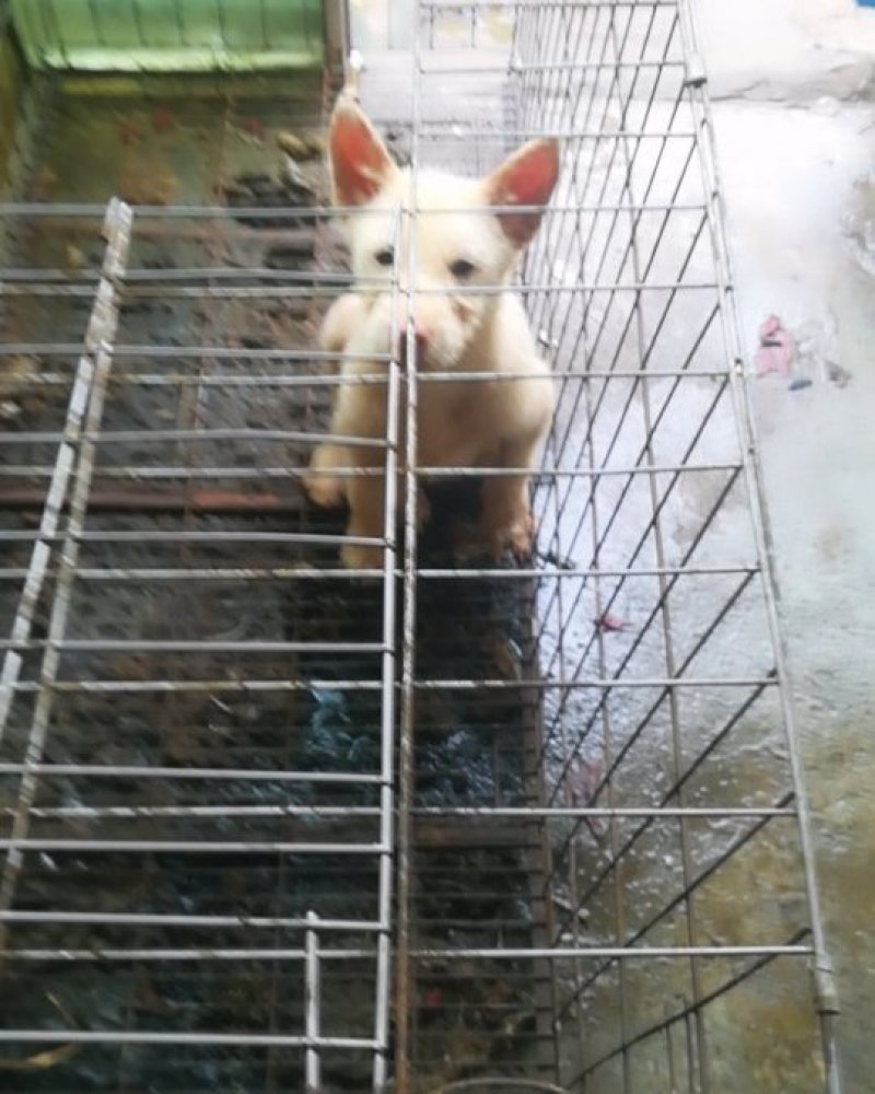 两个多月的，下司犬小母，1000米运费自理。