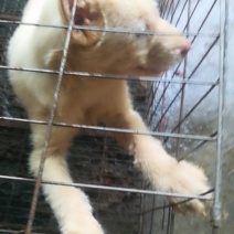 下司犬，喜欢打猎的老板来电