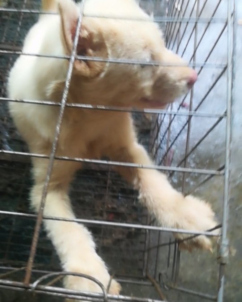 下司犬，喜欢打猎的老板来电