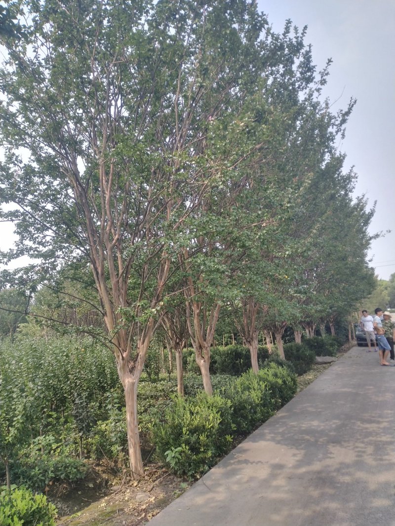 占地紫微，精品紫薇